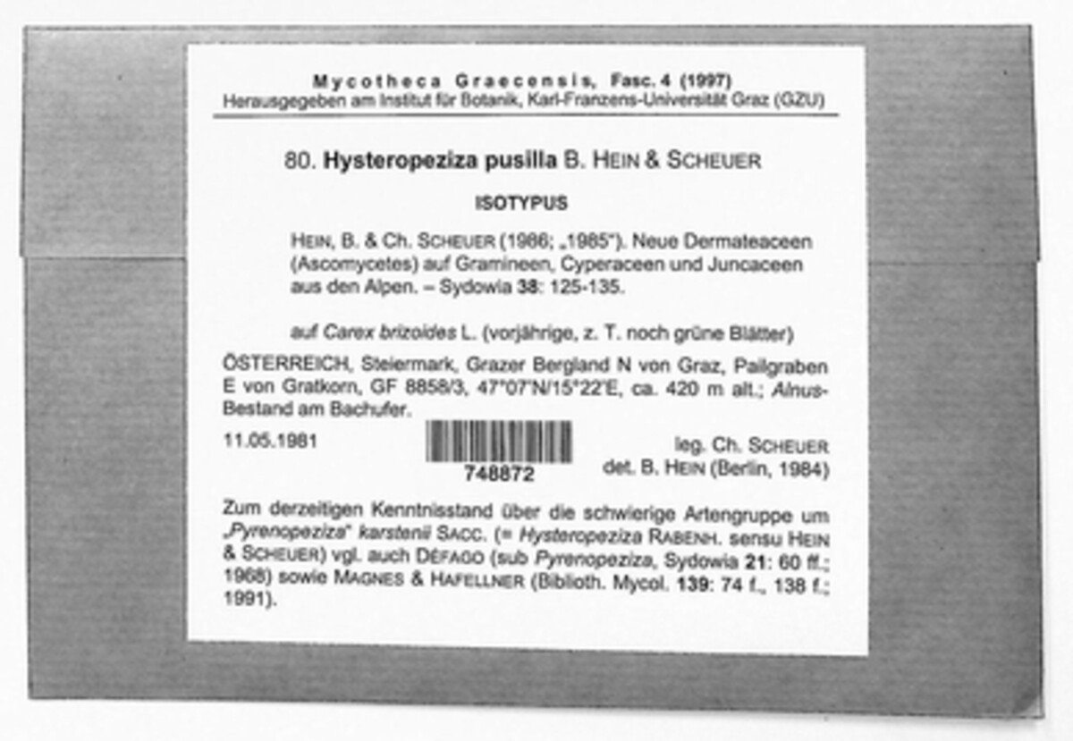 Pyrenopeziza perminuta image